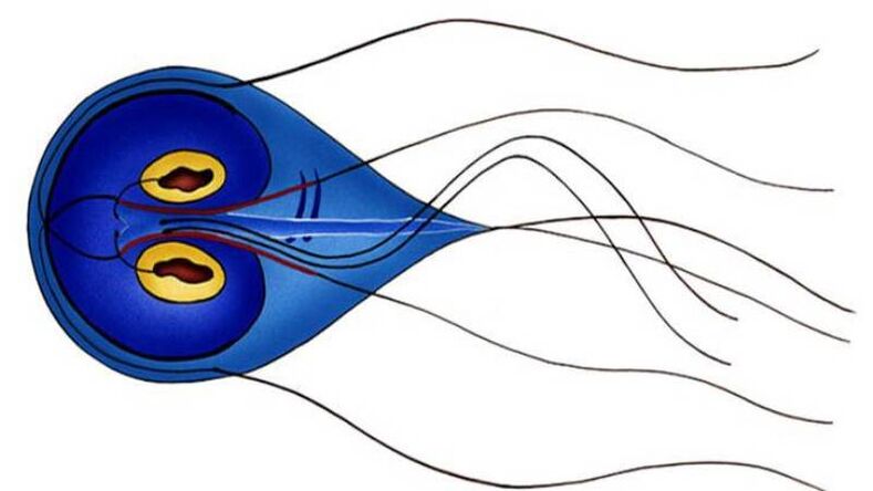 Giardia, parasiit inimese peensooles