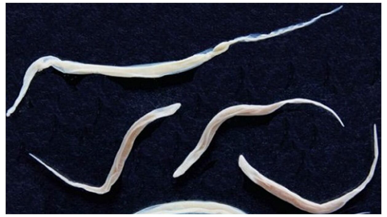 Pinworms on tavalised parasiidid, mis kuuluvad helmintide rühma.
